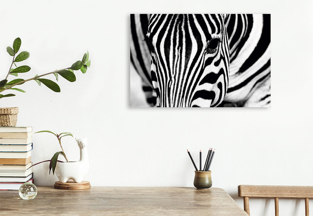 Premium Textil-Leinwand Premium Textil-Leinwand 120 cm x 80 cm quer Afrika: Nahaufnahme eines Steppenzebra in Botswana