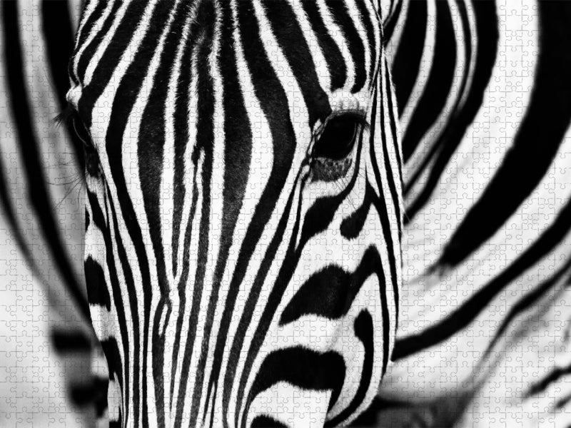 Afrika: Nahaufnahme eines Steppenzebra in Botswana - CALVENDO Foto-Puzzle'