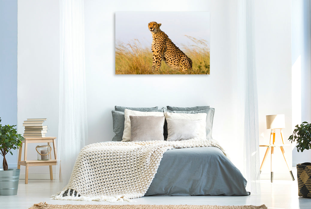 Premium Textil-Leinwand Premium Textil-Leinwand 120 cm x 80 cm quer Afrika: Gepard in der Masai Mara, Kenia