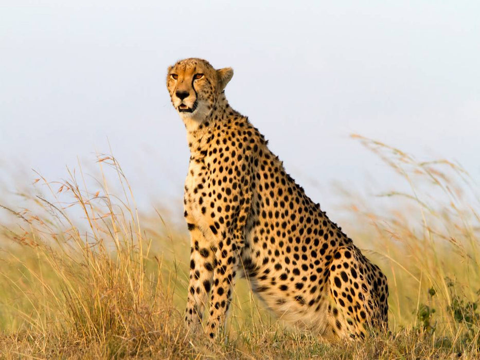 Afrika: Gepard in der Masai Mara, Kenia - CALVENDO Foto-Puzzle'