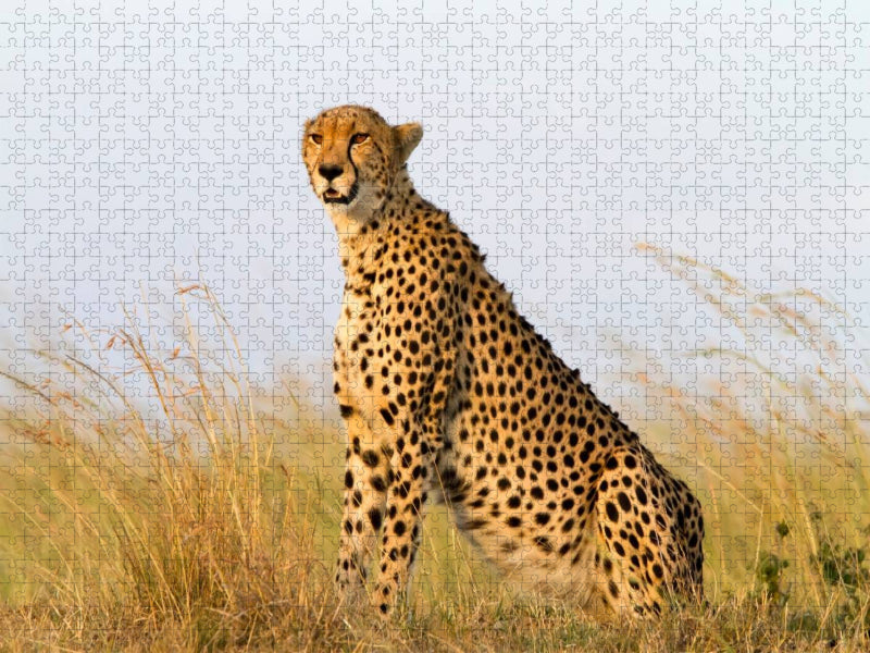 Afrika: Gepard in der Masai Mara, Kenia - CALVENDO Foto-Puzzle'