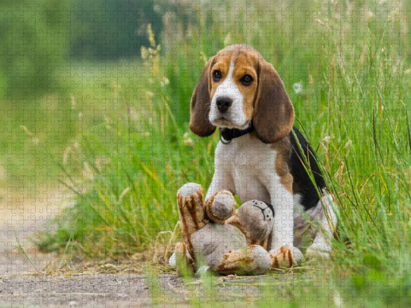 Beagle-Welpe mit Teddy - CALVENDO Foto-Puzzle'