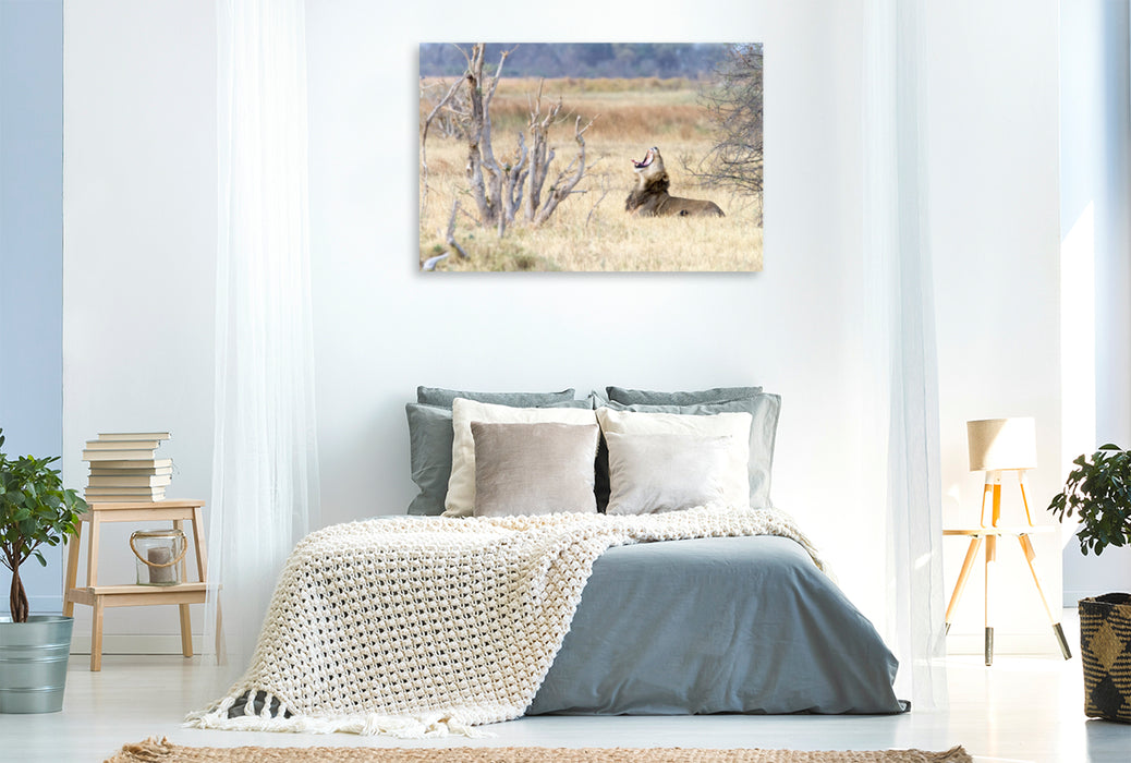 Premium Textil-Leinwand Premium Textil-Leinwand 120 cm x 80 cm quer Afrika: Gähnender Löwe, Botswana