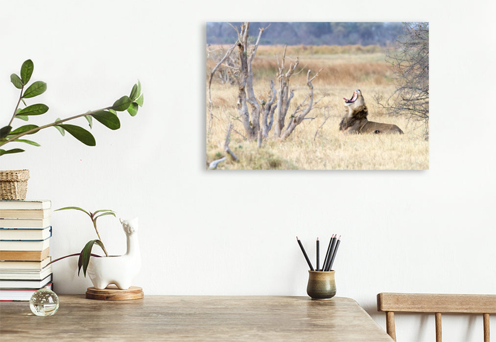 Toile textile premium Toile textile premium 120 cm x 80 cm paysage Afrique : Lion béant, Botswana 