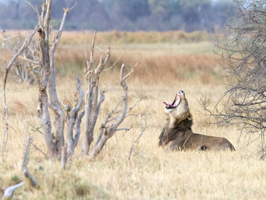 Afrika: Gähnender Löwe, Botswana - CALVENDO Foto-Puzzle'