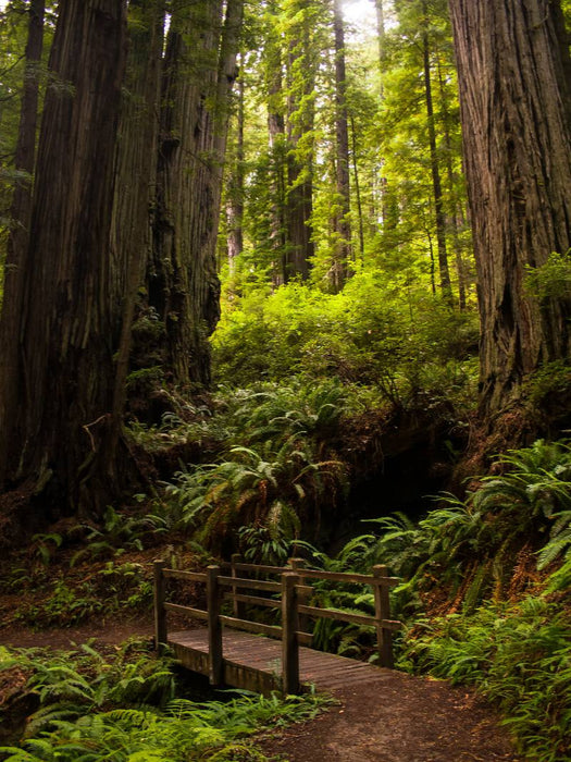 Redwood National and States Park - CALVENDO Foto-Puzzle'