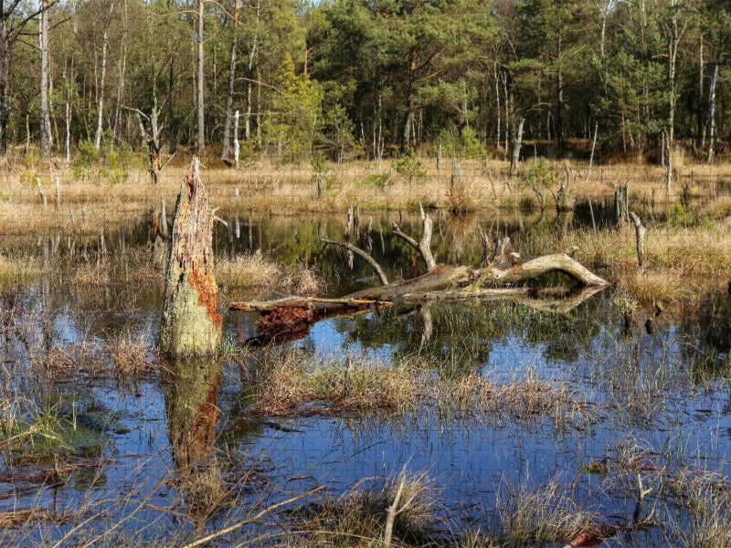 Abgestorbene Baumstümpfe im Moorsee im Pietzmoor Schneverdingen - CALVENDO Foto-Puzzle'