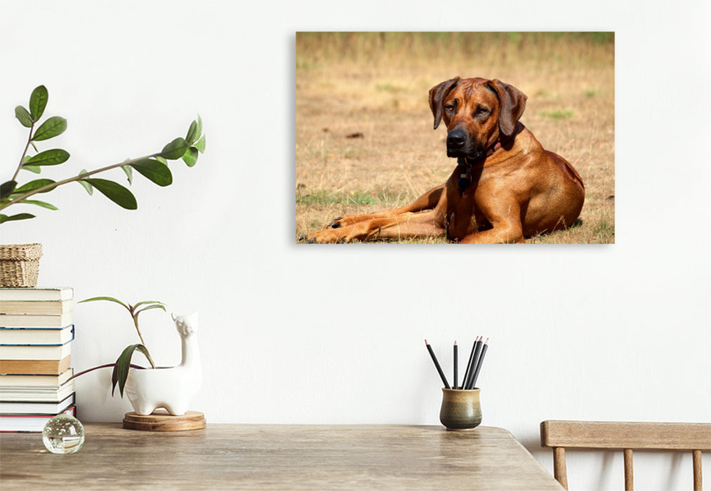 Premium Textil-Leinwand Premium Textil-Leinwand 120 cm x 80 cm quer Ein Motiv aus dem Kalender Ridgebacks - Hunde aus Afrika