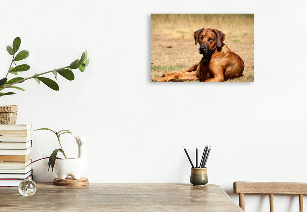 Premium Textil-Leinwand Premium Textil-Leinwand 120 cm x 80 cm quer Ein Motiv aus dem Kalender Ridgebacks - Hunde aus Afrika