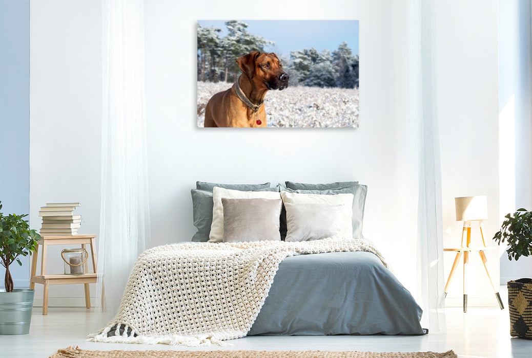 Premium Textil-Leinwand Premium Textil-Leinwand 120 cm x 80 cm quer Ein Motiv aus dem Kalender Ridgebacks - Hunde aus Afrika