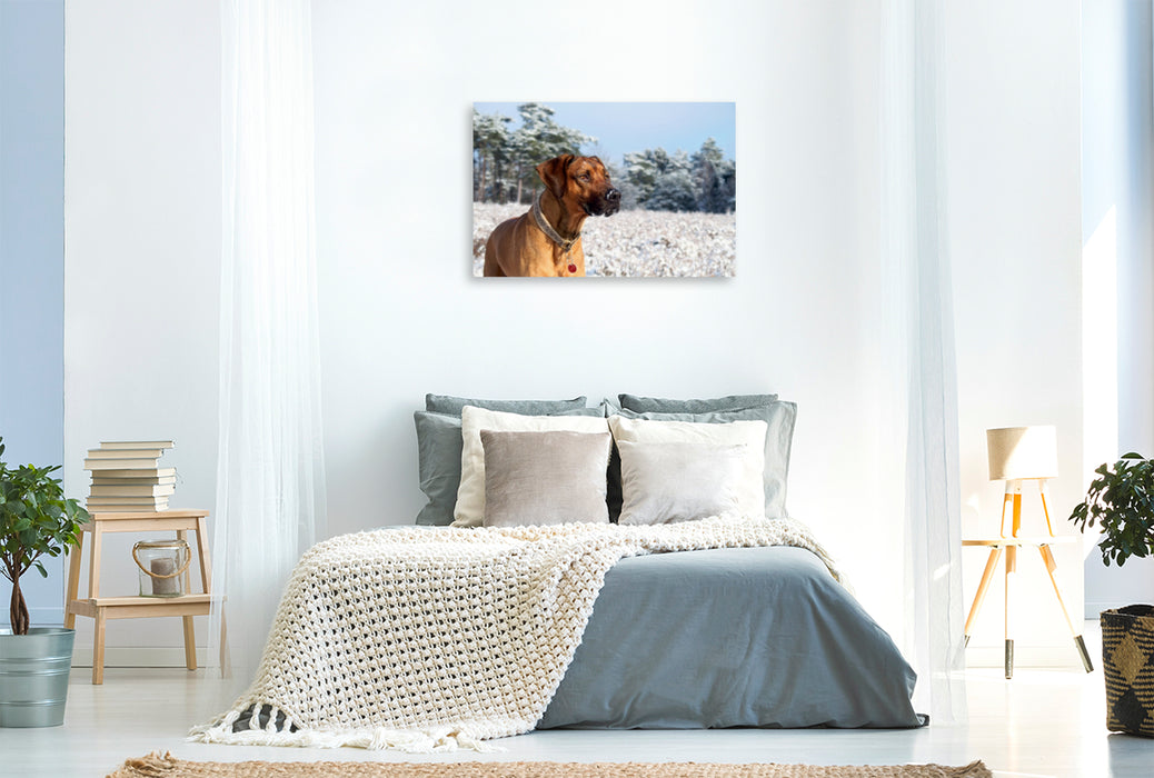Premium Textil-Leinwand Premium Textil-Leinwand 120 cm x 80 cm quer Ein Motiv aus dem Kalender Ridgebacks - Hunde aus Afrika