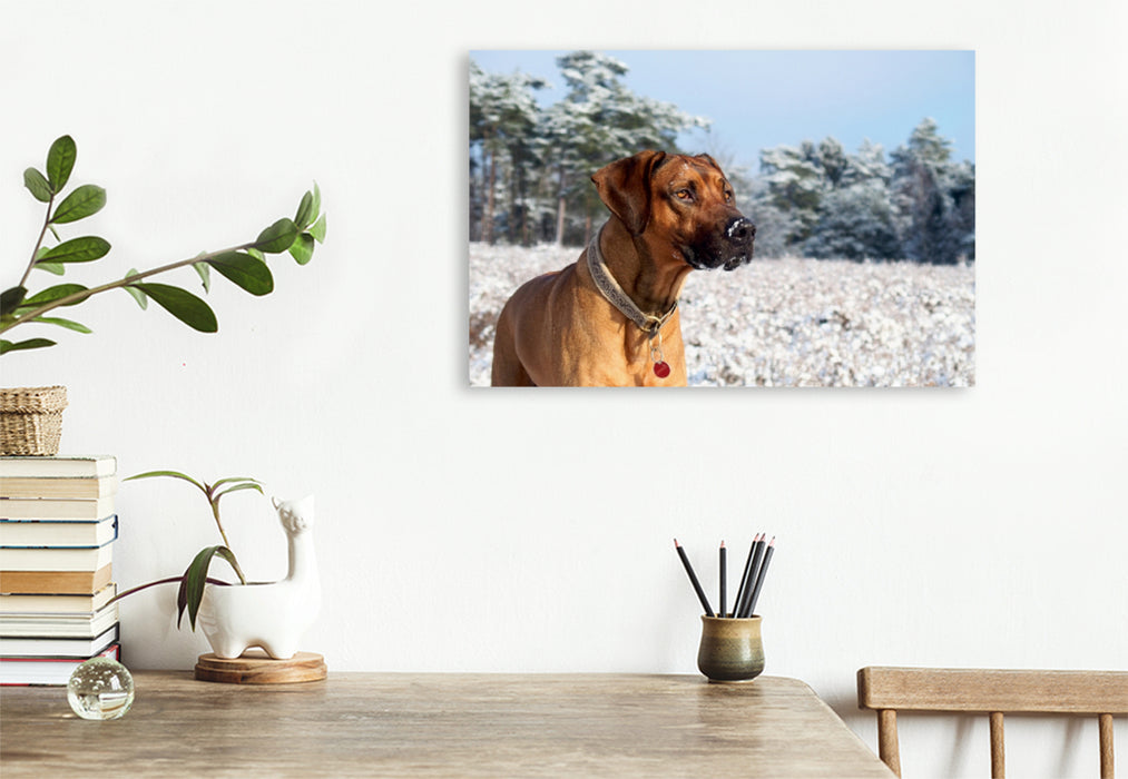 Premium Textil-Leinwand Premium Textil-Leinwand 120 cm x 80 cm quer Ein Motiv aus dem Kalender Ridgebacks - Hunde aus Afrika