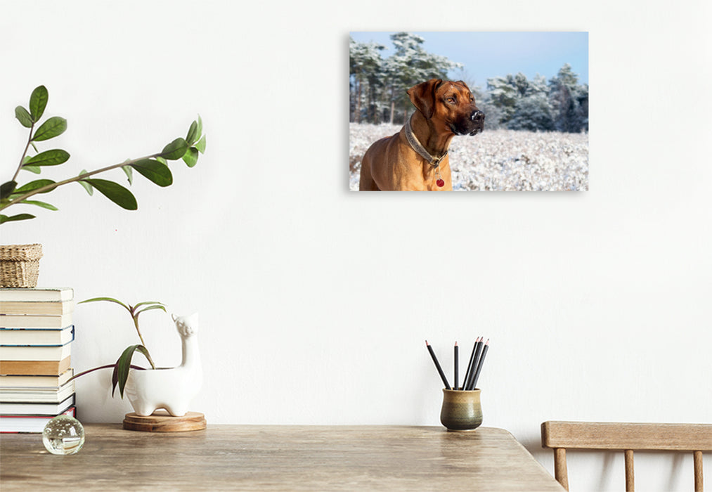 Premium Textil-Leinwand Premium Textil-Leinwand 120 cm x 80 cm quer Ein Motiv aus dem Kalender Ridgebacks - Hunde aus Afrika