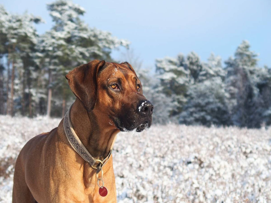 Ein Motiv aus dem Kalender Ridgebacks - Hunde aus Afrika - CALVENDO Foto-Puzzle'