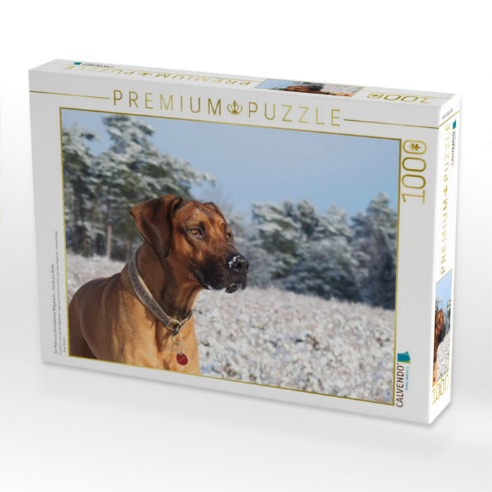 Ein Motiv aus dem Kalender Ridgebacks - Hunde aus Afrika - CALVENDO Foto-Puzzle'