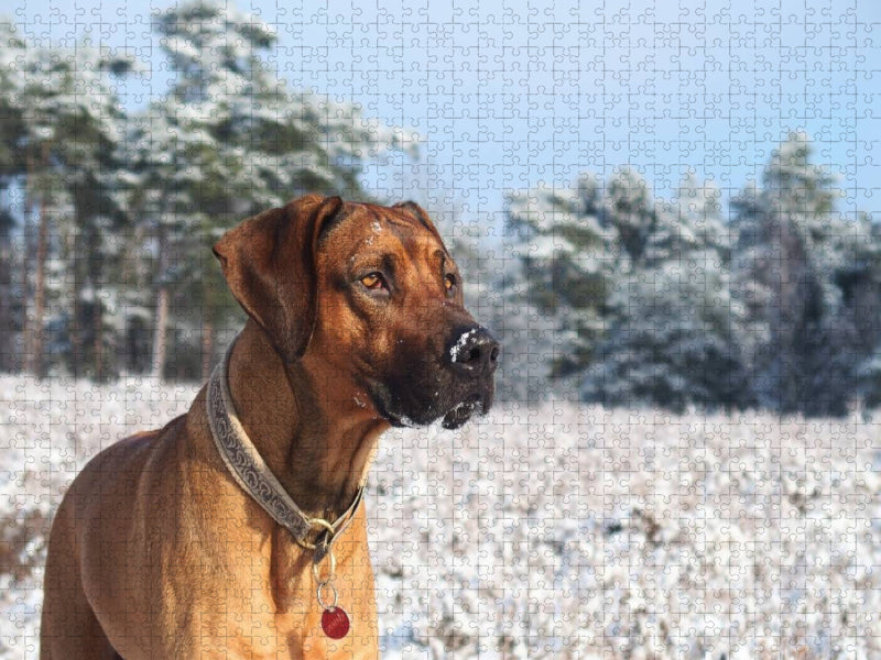 Ein Motiv aus dem Kalender Ridgebacks - Hunde aus Afrika - CALVENDO Foto-Puzzle'