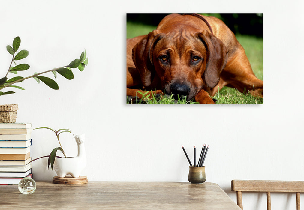 Premium Textil-Leinwand Premium Textil-Leinwand 120 cm x 80 cm quer Ein Motiv aus dem Kalender Ridgebacks - Hunde aus Afrika