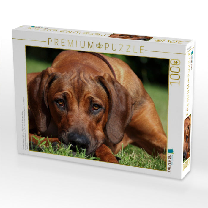 Ein Motiv aus dem Kalender Ridgebacks - Hunde aus Afrika - CALVENDO Foto-Puzzle'