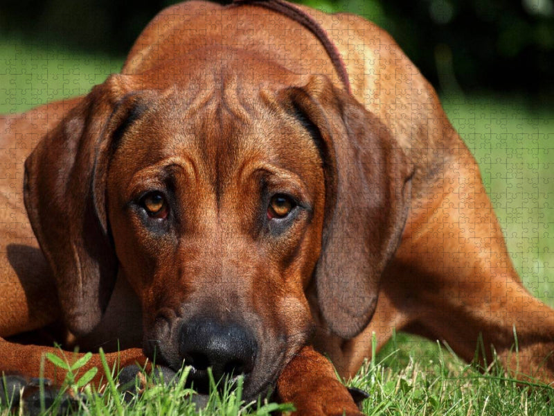 Ein Motiv aus dem Kalender Ridgebacks - Hunde aus Afrika - CALVENDO Foto-Puzzle'