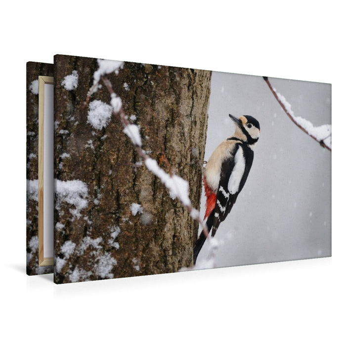 Premium Textil-Leinwand Buntspecht