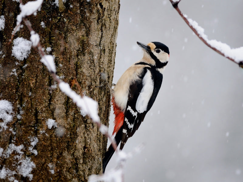 Great spotted woodpecker - CALVENDO photo puzzle 