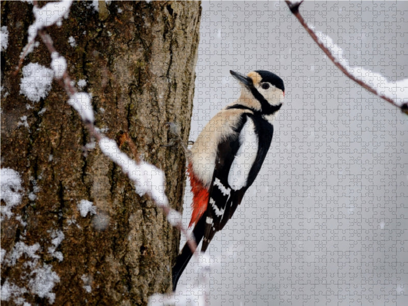 Great spotted woodpecker - CALVENDO photo puzzle 