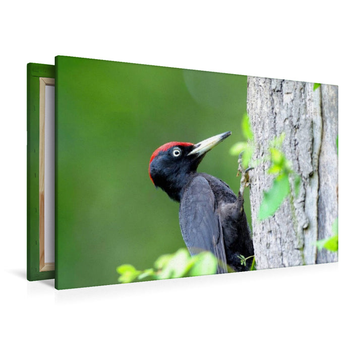 Premium Textil-Leinwand Schwarzspecht