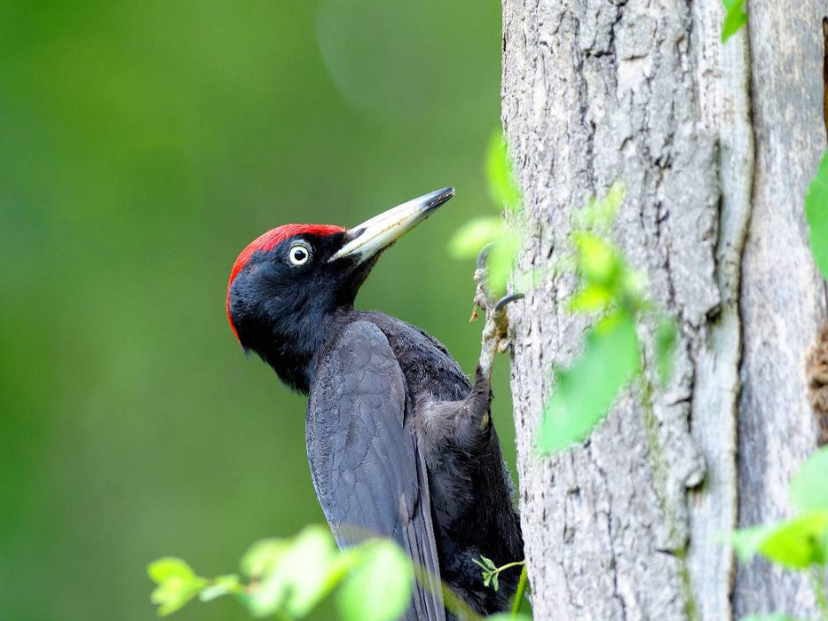 Black Woodpecker - CALVENDO photo puzzle 