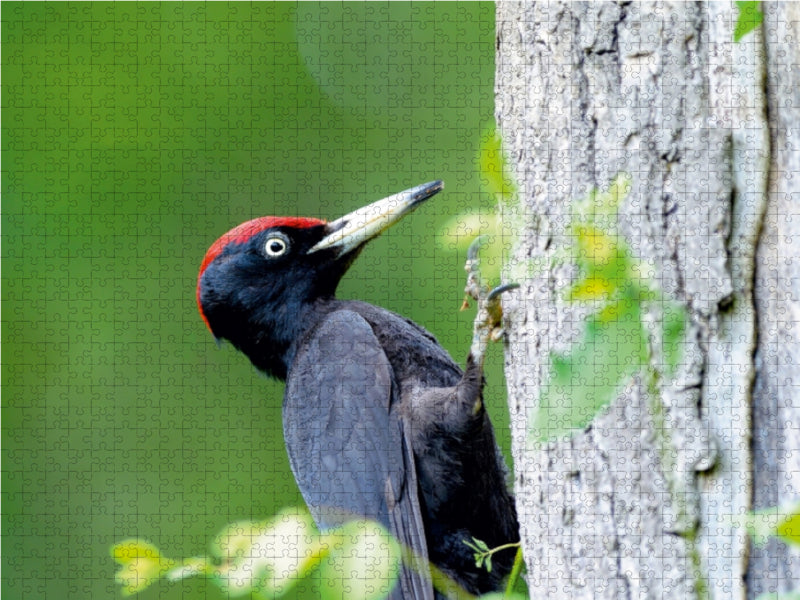 Black Woodpecker - CALVENDO photo puzzle 