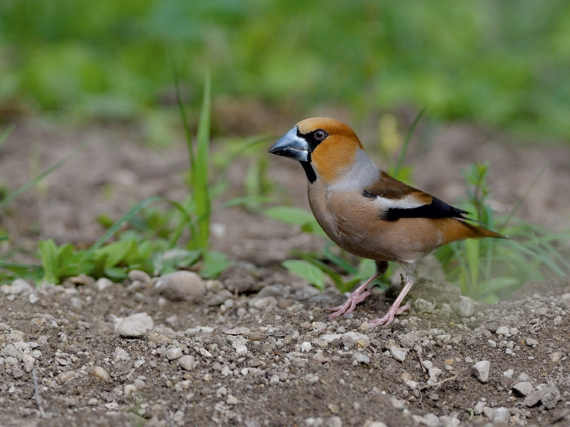 Grosbeak - CALVENDO photo puzzle 