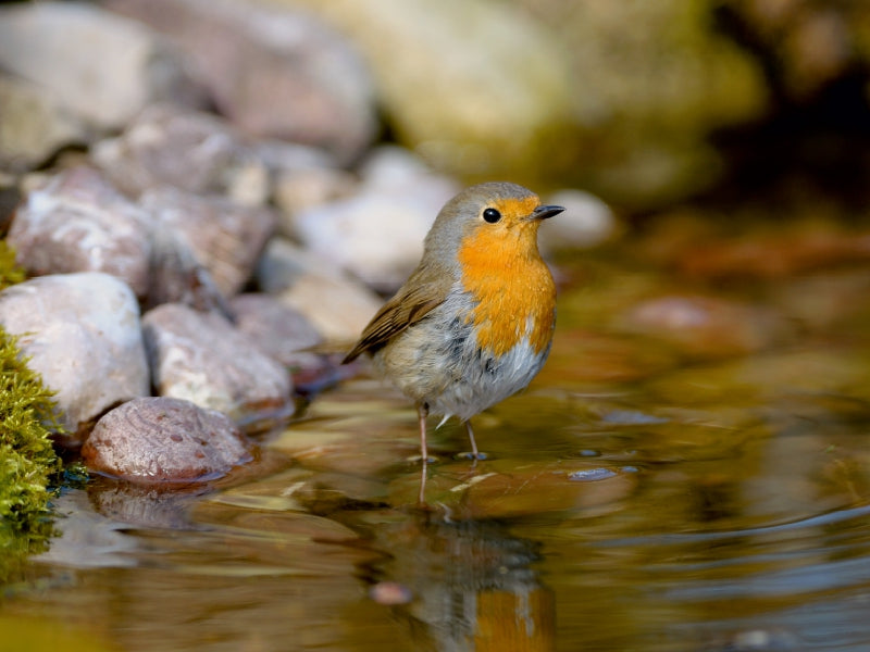 Robin - CALVENDO photo puzzle 