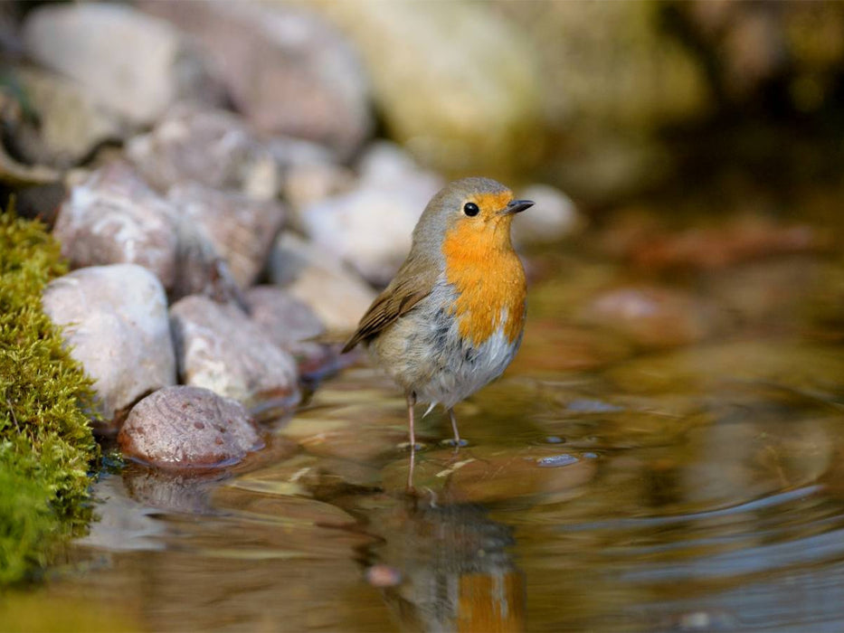 Robin - CALVENDO photo puzzle 
