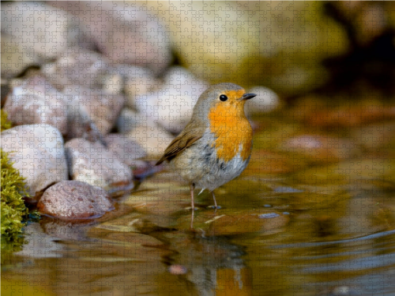 Robin - CALVENDO photo puzzle 