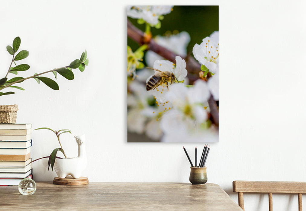 Premium Textil-Leinwand Premium Textil-Leinwand 80 cm x 120 cm  hoch Biene auf Obstblüten