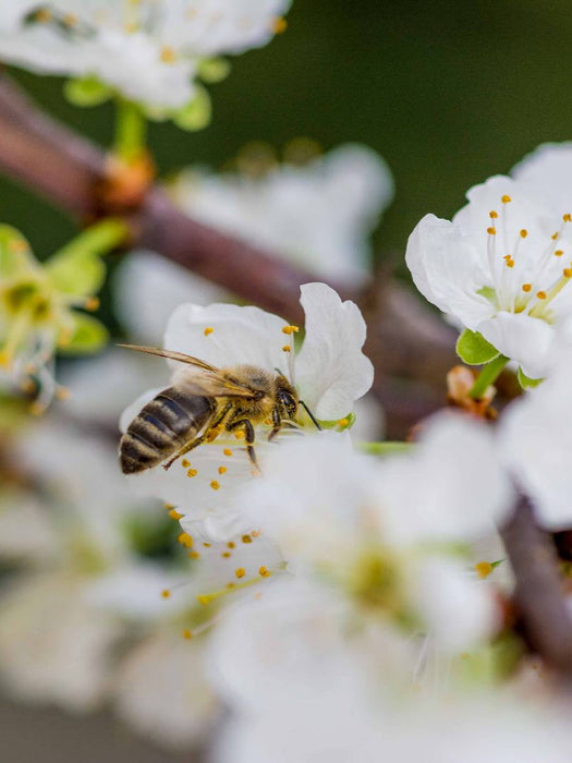 Biene auf Obstblüten - CALVENDO Foto-Puzzle'