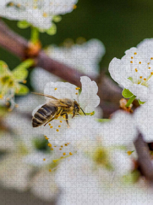 Biene auf Obstblüten - CALVENDO Foto-Puzzle'