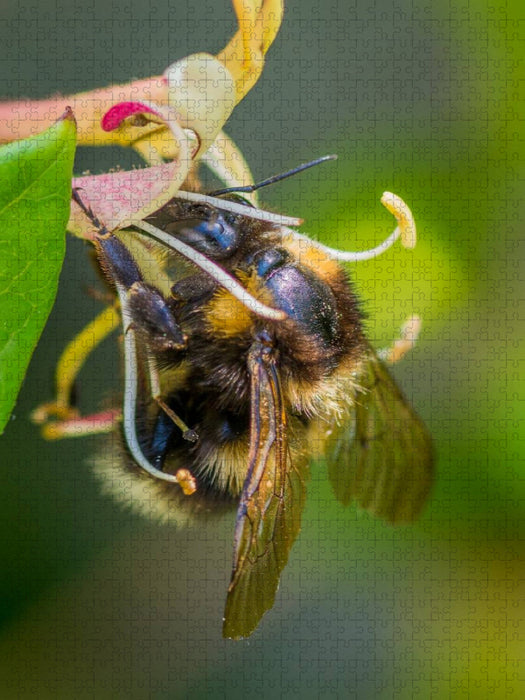 Hummel auf Geißblatt - CALVENDO Foto-Puzzle'