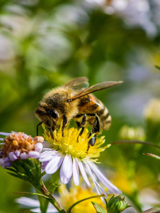 Biene auf Marguerite - CALVENDO Foto-Puzzle'