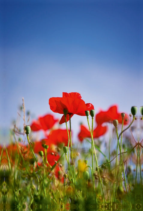 Premium Textil-Leinwand Roter Klatschmohn