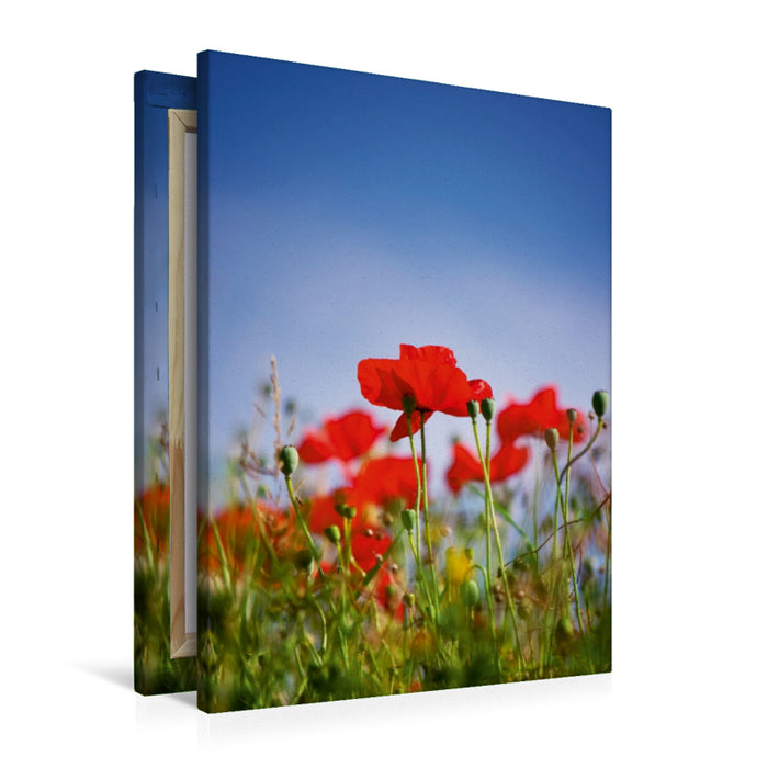 Premium Textil-Leinwand Roter Klatschmohn