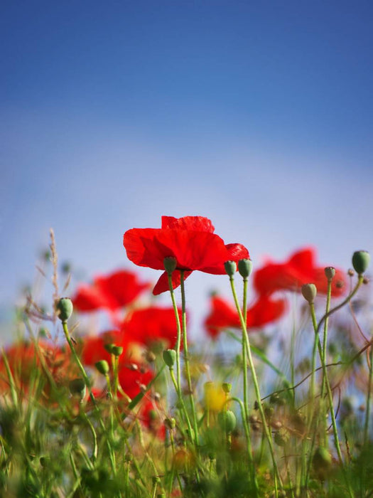 Roter Klatschmohn - CALVENDO Foto-Puzzle'
