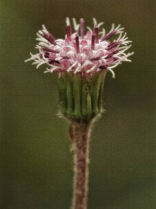 Grüner Alpenlattich - CALVENDO Foto-Puzzle'