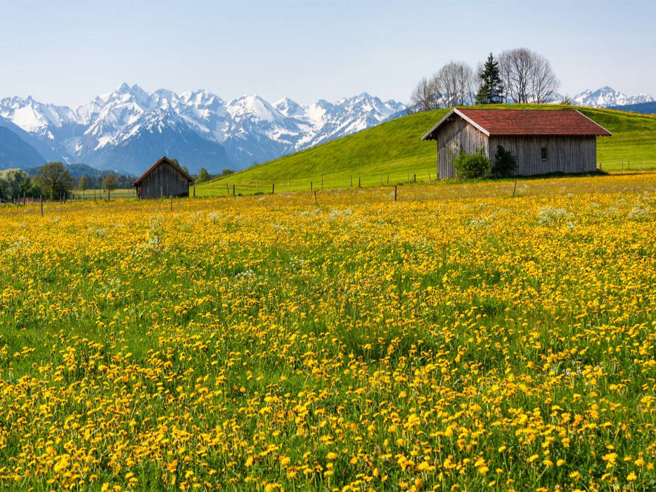 Wiese bei Agathazell - CALVENDO Foto-Puzzle'