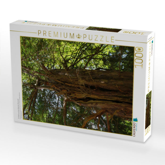 Ein Motiv aus dem Kalender Eibenwald - CALVENDO Foto-Puzzle'