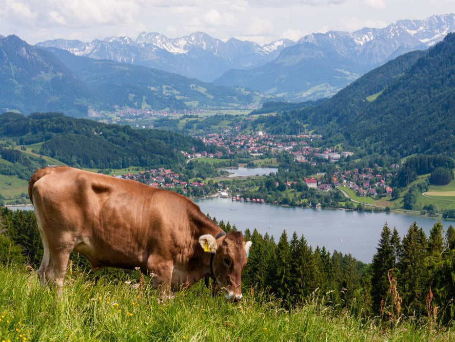 Ein Motiv aus dem Kalender Oberallgäuer Landschaft - CALVENDO Foto-Puzzle'