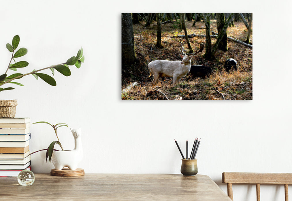 Premium Textil-Leinwand Premium Textil-Leinwand 120 cm x 80 cm quer Ein Motiv aus dem Kalender Unterwegs im Landsberger Wildpark