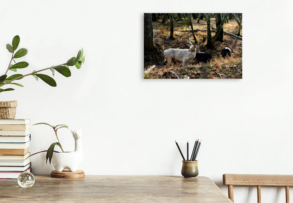 Premium Textil-Leinwand Premium Textil-Leinwand 120 cm x 80 cm quer Ein Motiv aus dem Kalender Unterwegs im Landsberger Wildpark