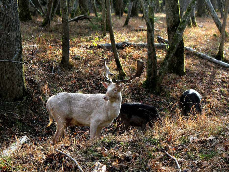Ein Motiv aus dem Kalender Unterwegs im Landsberger Wildpark - CALVENDO Foto-Puzzle'