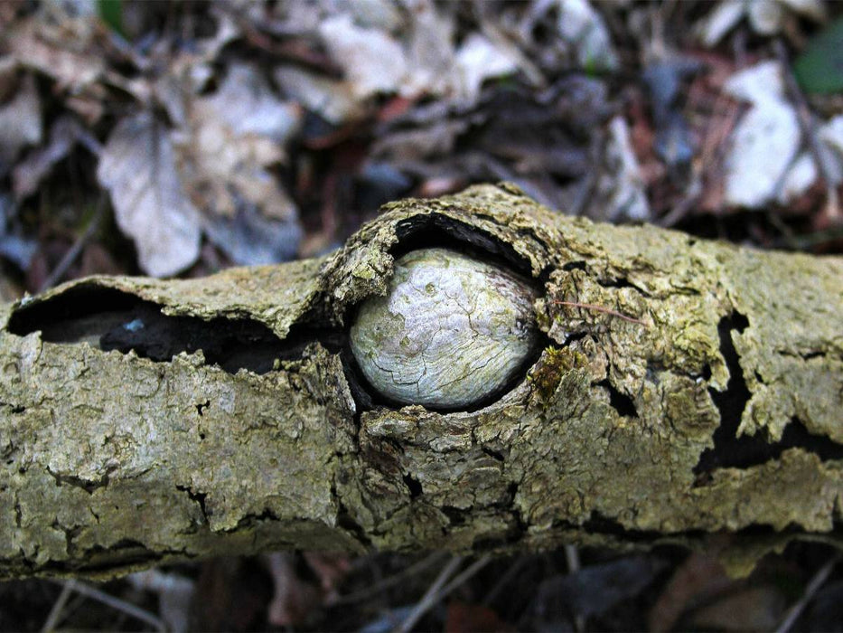 Mit einem Stein im Brett ... - CALVENDO Foto-Puzzle'