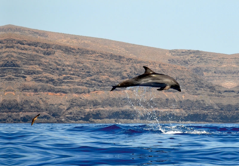 Premium Textil-Leinwand Delfin vor La Gomera